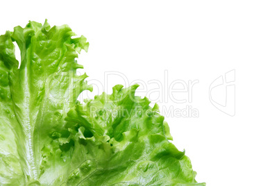 Green Lettuce Salad