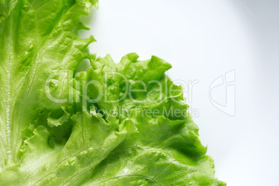 Green Lettuce Salad