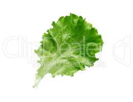 Green Lettuce Salad