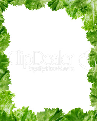 Green Lettuce Salad Frame