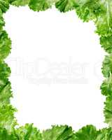 Green Lettuce Salad Frame