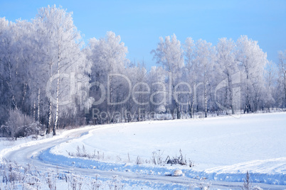 Winter Forest