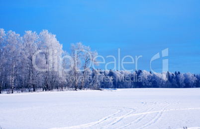 Winter Landscape