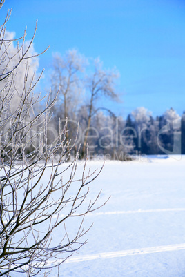 Winter Forest