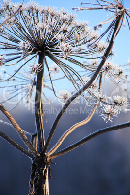 Cow-Parsnip At Winter