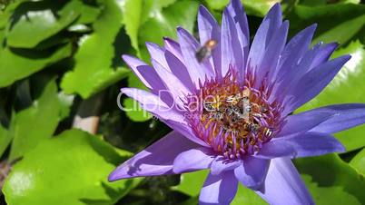 water lily and bee