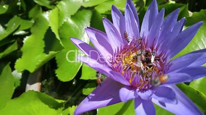 water lily and bee