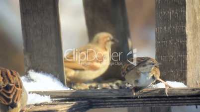 Sparrows in sunny day