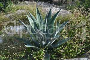 Agave