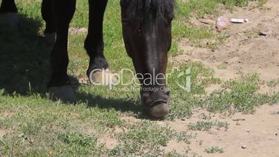 Horse eat close view