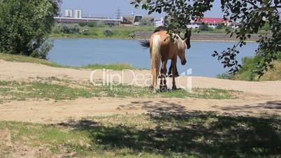 Two horses go to river
