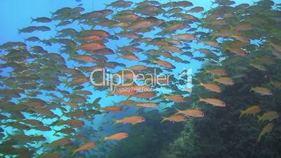 Huge Shoal of Yellow Fish on Coral Reef, underwater scene