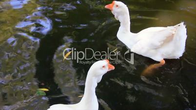 White gooses in water