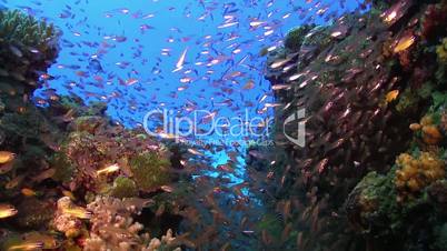 Huge Shoal of Small Fish on Coral Reef, underwater scene