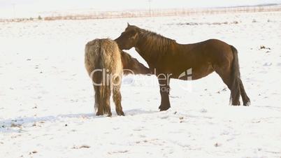 Two Icelandic horses take care of each other
