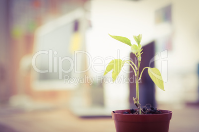 Plant in front of a creative working desk