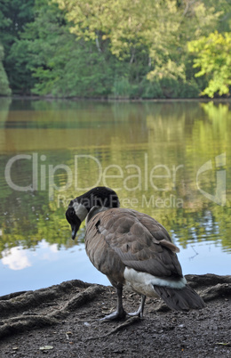 Kanadagans am Maunzenweiher