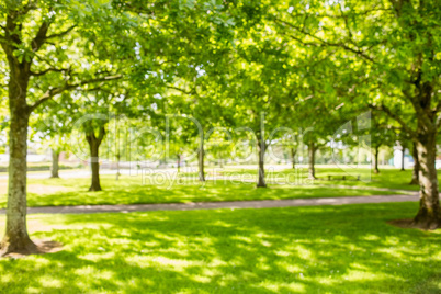 Green park with sun shining