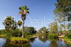 Park in Naples Florida mit einer Palme
