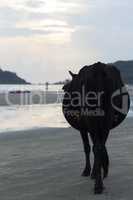 Kuh am Strand in Indien