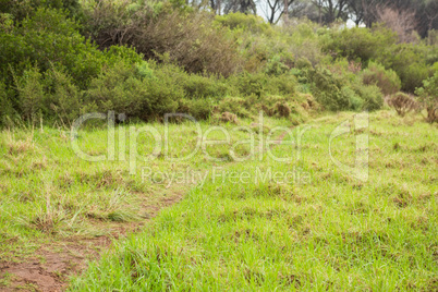 Image of a greenness hiking path