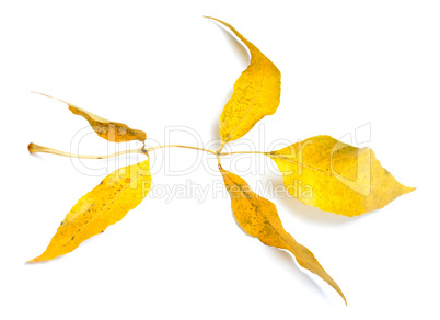 Yellow autumnal ash-tree leaves on white background