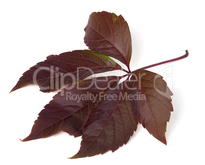 Autumn virginia creeper leaf (Parthenocissus quinquefolia foliag