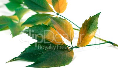 Multicolor grapes leaves (Parthenocissus quinquefolia foliage)