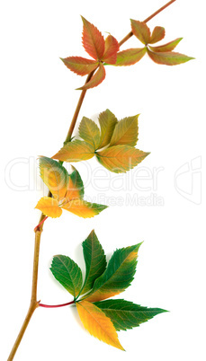 Multicolor autumnal twig of grapes leaves, parthenocissus quinqu