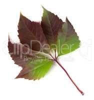 Multicolor autumnal virginia creeper leaf