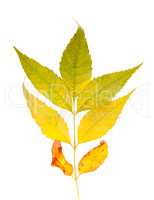 Autumnal ash-tree leaves