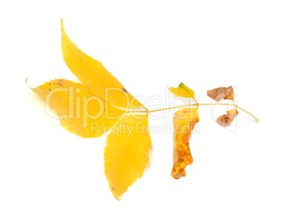 Dry yellow ash-tree leaf