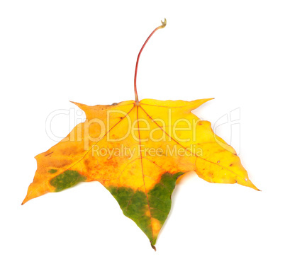 Autumn multicolor maple leaf