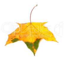 Autumn multicolor maple leaf