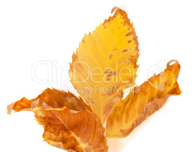 Part of dried yellow ash-tree leaf