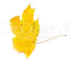 Yellow autumn maple-leaf isolated