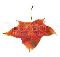 Red autumn maple leaf