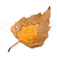 Autumn birch leaf
