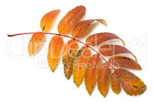 Autumnal rowan leaf