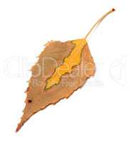 Dry multicolor autumn leaf of birch