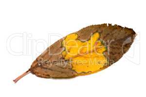 Multicolor dried autumn leaf