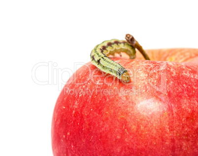 Green Caterpillar Creeps on Red Apple