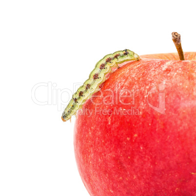 Green Caterpillar Creeps on Red Apple