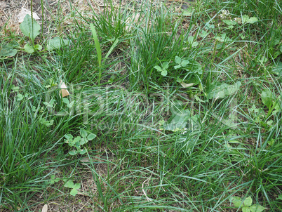 Green grass meadow background