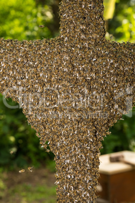 Bienenvolk