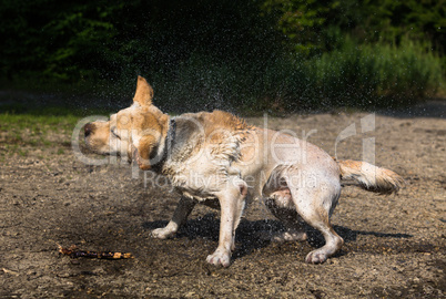 Nasser Hund