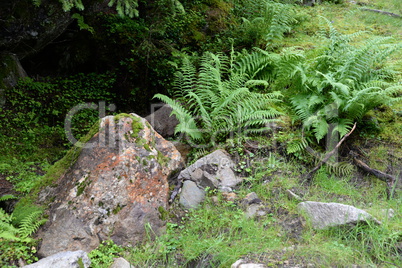 Felsen und Farn