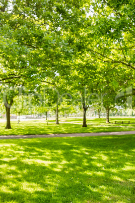 Green park with sun shining