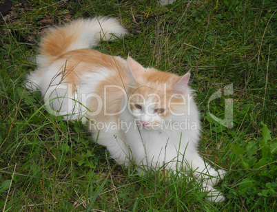 Maine-Coon-Katze