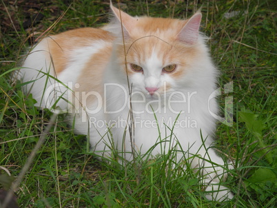 Maine-Coon-Katze